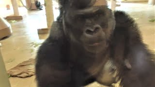 Shabani シャバーニ Gorilla families are close. ゴリラの家族は なかよし。キヨマサ、アニー、アイ、ネネ  Kiyomasa Nene Ai Annie - #22