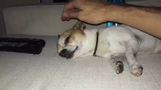 Sleepy chihuahua Pancho lullaby