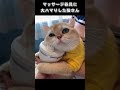 マッサージ器具に大ハマりした猫さん