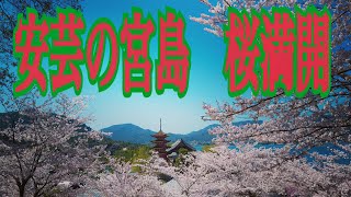 安芸の宮島　桜満開