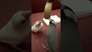 紙で遊ぶ文鳥たち Java Sparrow playing with papers