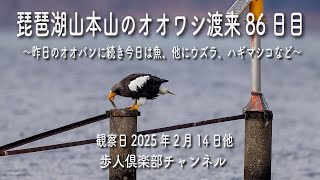 琵琶湖山本山のオオワシ渡来86日目2025年2月14日 　ウズラ　2月11日ハギマシコ　2月13日オオバンを食べる