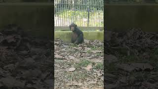 厚夏🌞㉖チンパンジー・モコイチくん・沖縄こどもの国・・・Chimpanzee ・Okinawa Zoo \u0026 Museum(20240801)