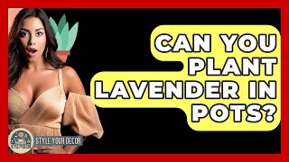 Can You Plant Lavender In Pots? - Style Your Decor