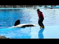 2024 12 31 シャチの公開トレーニング リン u0026アース編 【13 30 の回】@名古屋港水族館