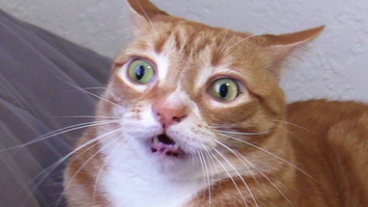 Weird Images Of Cats