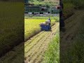 japanese farmers are harvesting rice in the fields