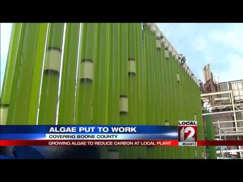 Reducing carbon with algae at local power plan Reducing carbon with algae at local power plan
