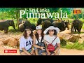 Pinnawala Elephat Orphanage | Girl's Outing |  Sri Lanka | Rambukkana | Vlog 25