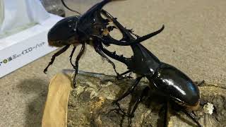 ヘラクレスオオカブトvsネプチューンオオカブト Dynastes hercules vs Dynastes neptunus