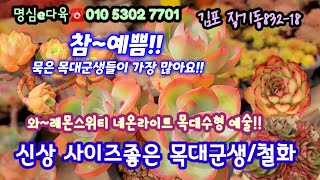 명심e다육에 신상멋진 묵은군생들 들어왔어요☆레몬스위티 네온라이트 애플미인 엘샤군생 흑괴리철화 오팔철화등