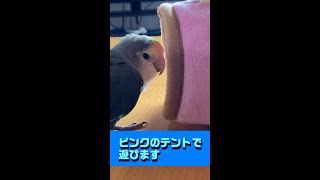 ピンクのテントで遊びます。【おじいちゃんインコ　ミント】#shorts