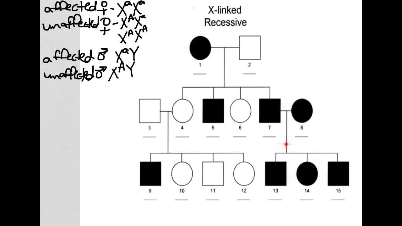 How To Identify Autosomal Dominant Pedigree