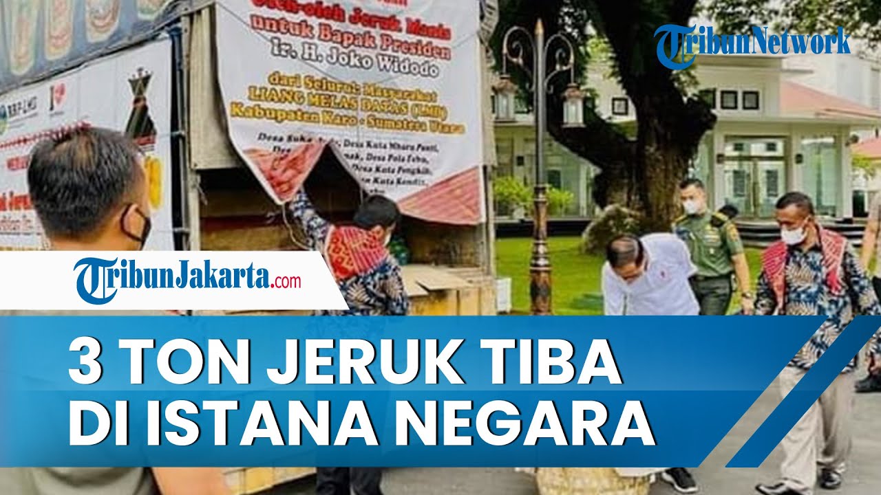 3 Ton Jeruk Oleh-oleh Untuk Jokowi Dari Kabupaten Karo Tiba Di Istana ...