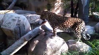 leopard vs tiger real fight hd