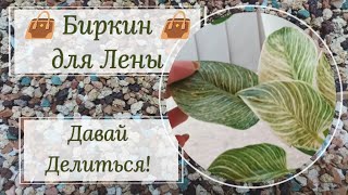 👜Биркин👜 для Лены. Давай Делиться. Размножение, омоложение, переукоренение филодендрона Биркин.