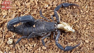 The Black Diamond Scorpion preys on crickets,Scorpions fiercely prey on crickets黑金刚蝎捕食蟋蟀