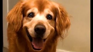 The World's Happiest Dog 😍 | FUNNIEST Pets Of The Month