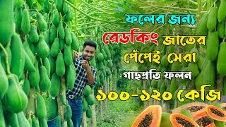 ভাইরাসমুক্ত পেঁপের জাত খুজচ্ছেন? ফল হিসেবে বাংলাদেশের সেরা পেঁপের জাত ''রেডকিং''।সবজির জন্য সুইটবল🥑