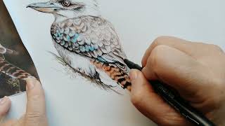 como desenhar ave realista kookaburra: plumagem  rabo