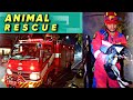 ANIMAL RESCUE : ANJING MASUK ATM JL. PEMUDA