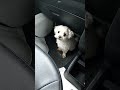 【マルチーズ】寂しがり屋のワンコは車のこの場所が好き maltese a lonely dog loves this spot in the car