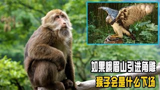 峨眉山猴子欺负游客，引进专吃猴子的大型角雕，猴子会有啥下场？