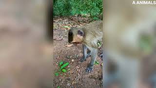 How beautiful daily life of monkey wildlife | #shortsvideo | #youtube