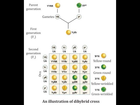 Class XII (12) Biology. Chapter 5, Mendel's Dihybrid Cross-Law Of ...