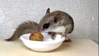 ブドウ嫌いのモモンガに高級な巨峰をあげたらどうなる？〜アメリカモモンガのモンちゃん【第61話】