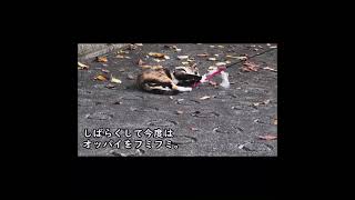 猫のちょっとおもしろい話 Vol.19-1 #shorts