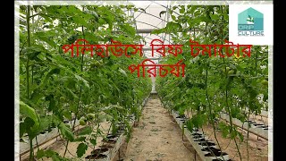 পরিচর্যা-2: পলিহাউসে বিফ টমেটোর পরিচর্যা | Hydroponic beef Tomato | Hydroponic greenhouse |Polyhouse