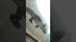 金週☂①シャムワニ★Siamese_crocodile・・・沖縄こどもの国・Okinawa Zoo \u0026 Museum(20220429)