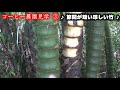 沖縄各地の新規コーヒー農園見学（珍しい竹と遭遇も） no77