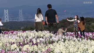 あわじ花さじきでストックの花が見ごろ