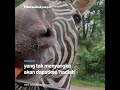 kocak seorang pengunjung taman satwa dapat hadiah upil dari seekor zebra viral di media sosial