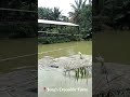 jumping crocodile feeding show at jong’s crocodile farm slomo shorts crocodile buaya 鳄鱼