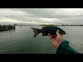 harbour luderick tactics catch u0026 clean