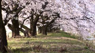 安曇野・黒沢川堤防桜　20140420