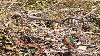 [4K] 野鳥：カワセミ C／Ｋ川－魚を捕らえる