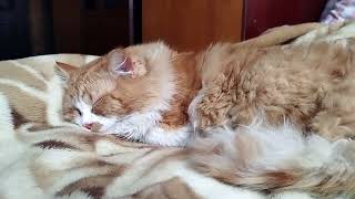 Не ожидала ТАКОГО после кастрации кота...Жду врача!
