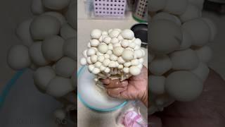 MV#411 Fry பண்ணும்போதே finish pannittom😅| Crispy Mushroom #diml #cooking #routinevlog #dimlvlogs