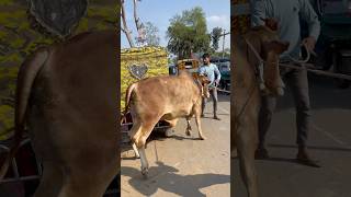 ভাই গরু কত হইছে ব্রাহ্মণবাড়িয়া জেলার বিখ্যাত কুটি চৌমুহনী গরুর হাট থেকে বিক্রি হওয়া গরুর দাম .