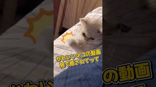 かわいいネコの動画見て癒されて#shorts #cat #cute #猫