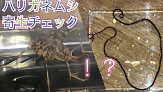 カマドウマからハリガネムシは出てくるのか？