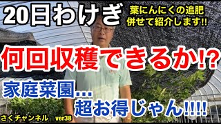 【20日わけぎプランター栽培】20日わけぎ2回目の収穫!!さて、何回まで収穫できるのか⁉家庭菜園は超超お得!!さくチャンネルVer37【園芸】【初心者】【バラ】【20日わけぎ】