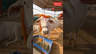 Kitni pyari saaf suthri kamdhenu gau h#trending #love #subscribe #like #shorts #short #happy #hindu