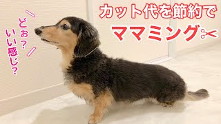 【ダックスフンド】節約セルフトリミング！バリカン使わず部分カット！！