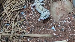 【豹紋守宮】豹紋守宮吃蟋蟀 Leopard Gecko eats Cricket