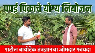 पपई पिकासाठी पाटील बायोटेक तंत्रज्ञान papai pikasathi patil biotech tantradhnyan